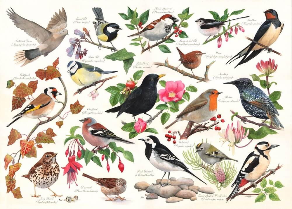 Birds in my Garden puzzel 1000 stukjes