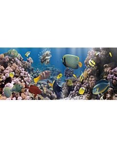 Glasschilderij Aquarium vissen
