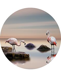 Glasschilderij rond 80 cm Flamingo