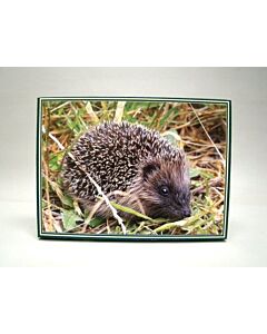 Egel legpuzzel 1000 stukjes kopen