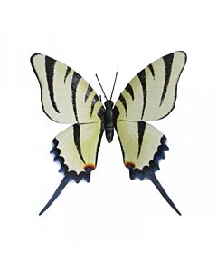 Wanddecoratie Vlinder gestreept