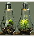 Led Gloeilamp met plant