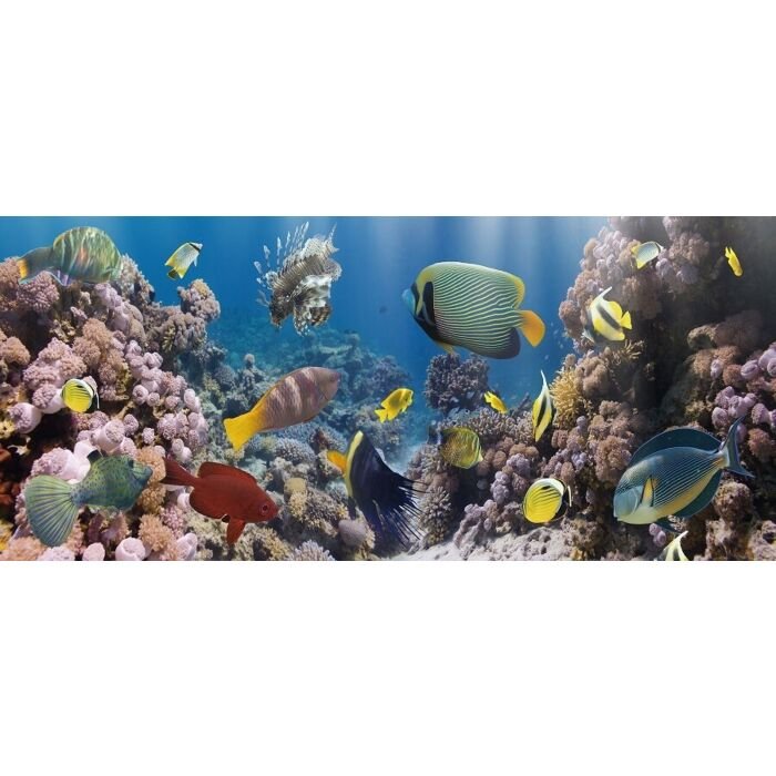 Glasschilderij Aquarium vissen