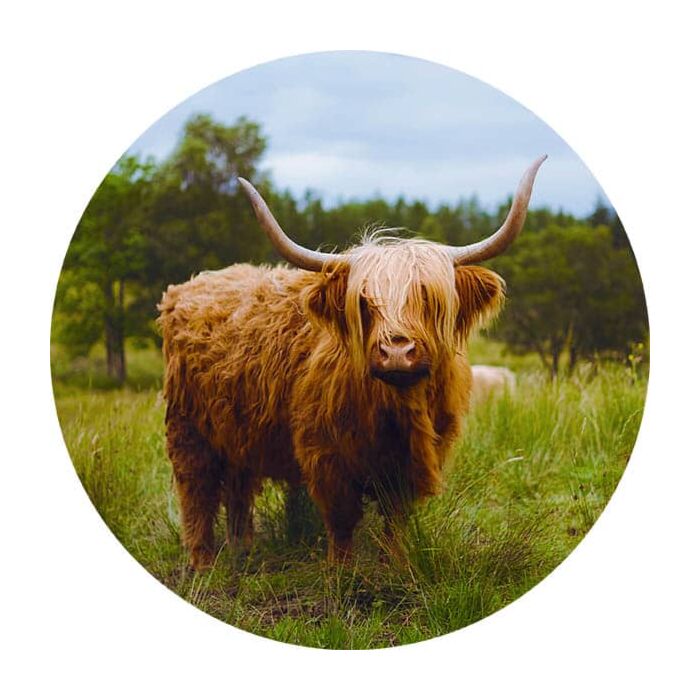 Muurcirkel schotse hooglander