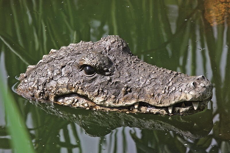 Krokodil drijvend