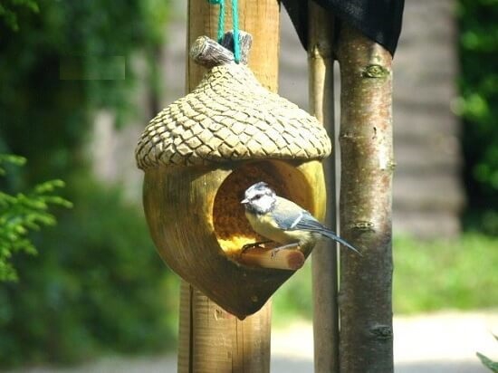 Vogelpindakaashouder Eikel